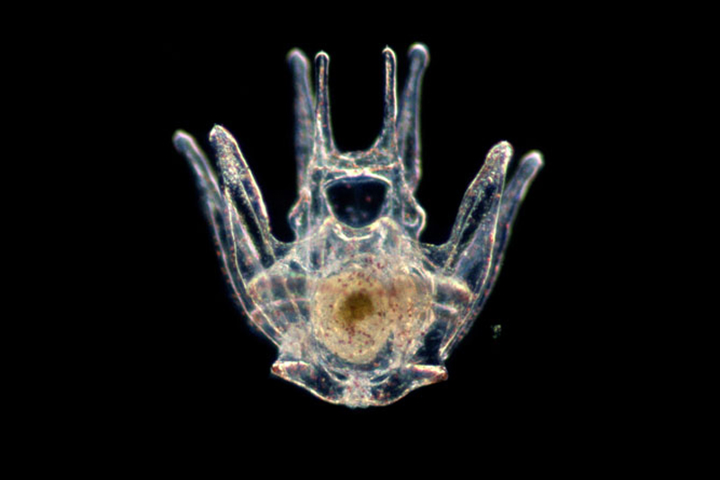 Sea urchin embryo or larva