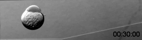 Zebrafish embryo early development